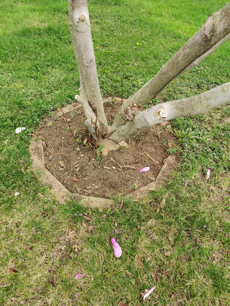 Brick and Mulch Tree