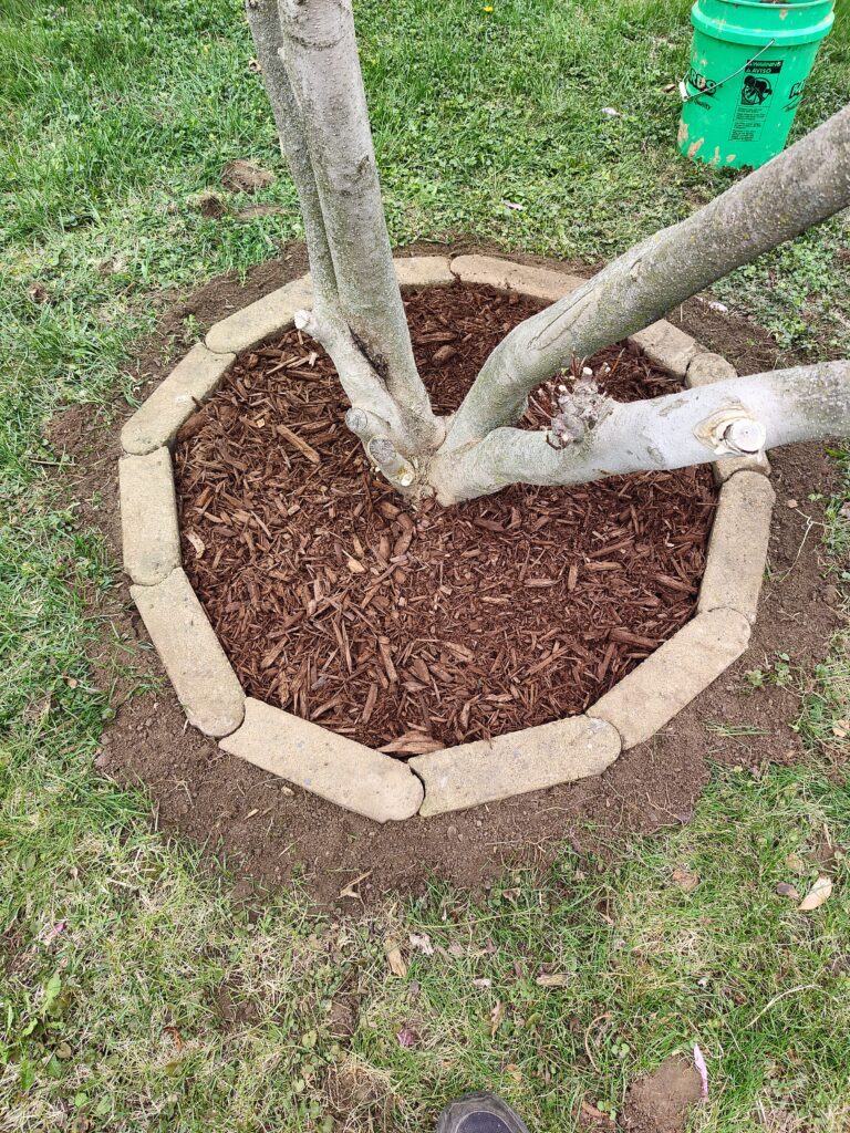 Brick and Mulch Tree